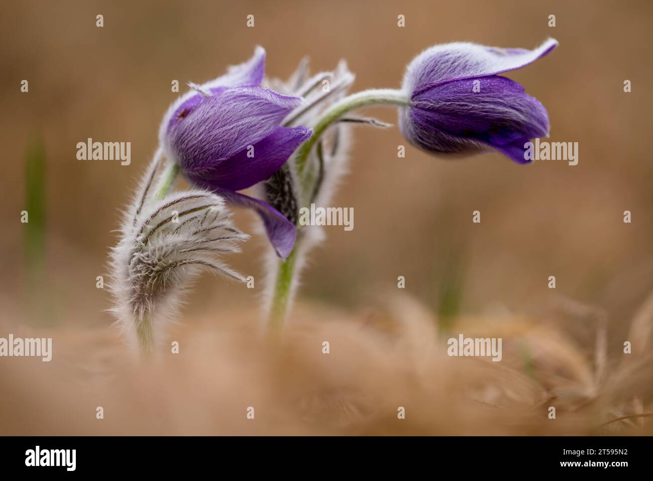 Große Pasque-Blume (Pulsatilla grandis) im Frühjahr, Ukraine Stockfoto