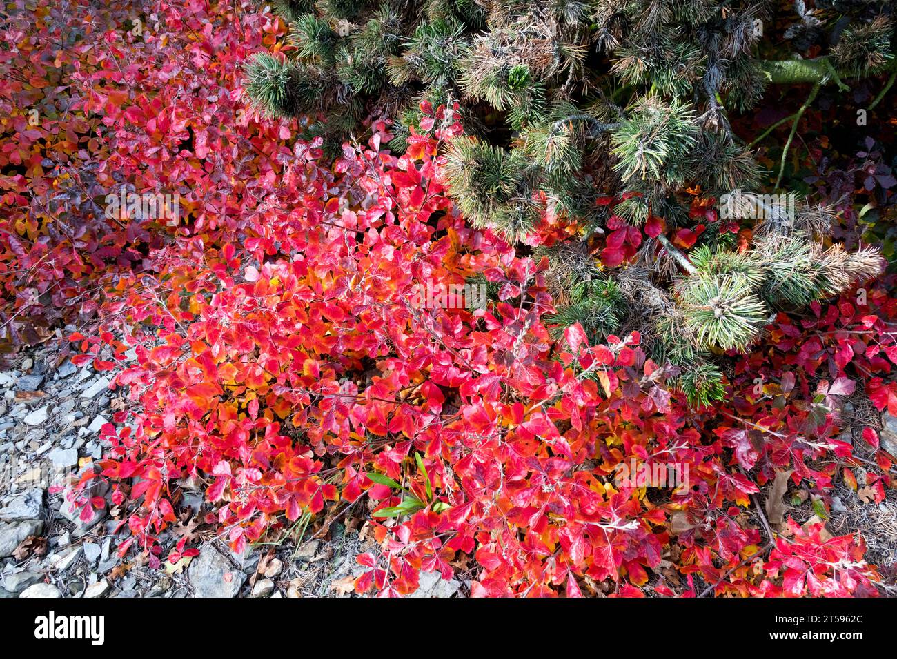 Rhus aromatica, gemeinhin als duftende Sumakblätter bezeichnet, färben sich im Herbst attraktive Rottöne. Ein dichter, niedrig wachsender, weitläufiger Sträucher Stockfoto