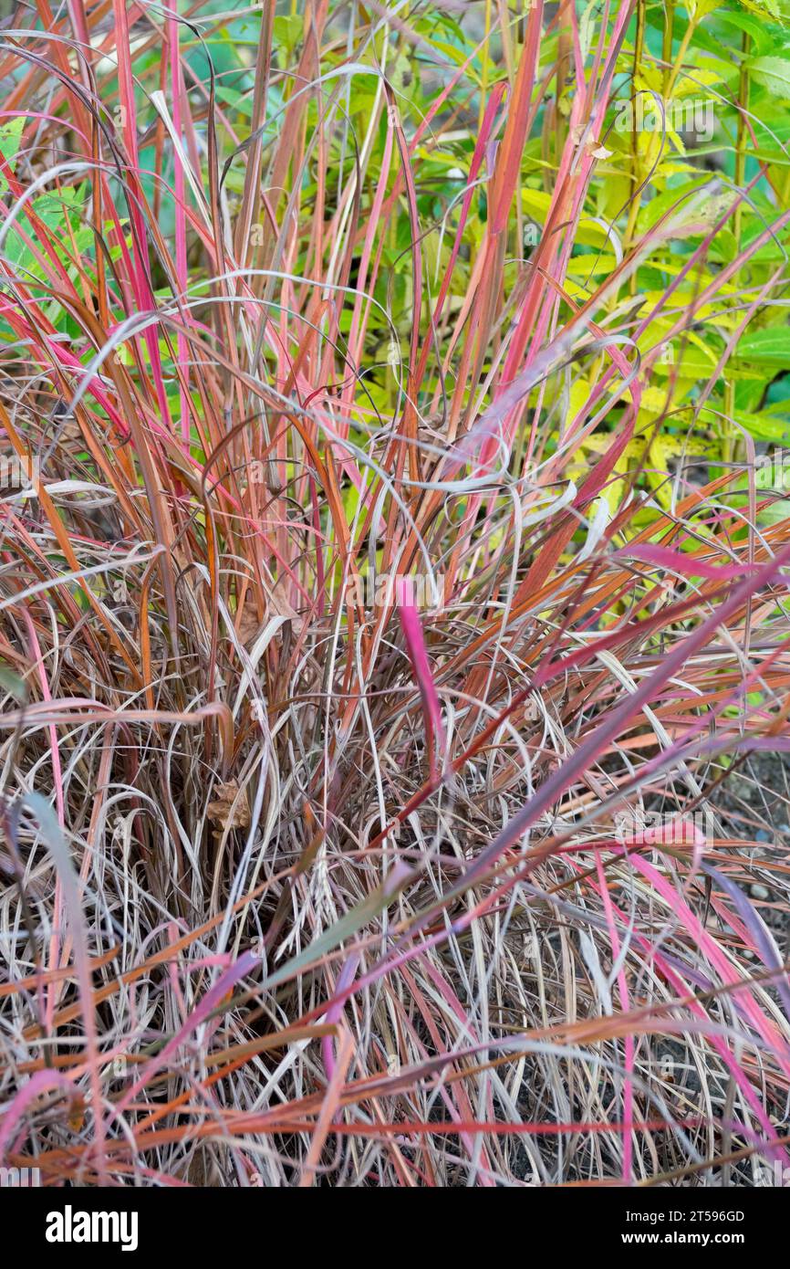 Bluestem Grass, Andropogon gerardi „Roter Oktober“, Cluster, Gras, Hardy, Pflanze im Garten Stockfoto