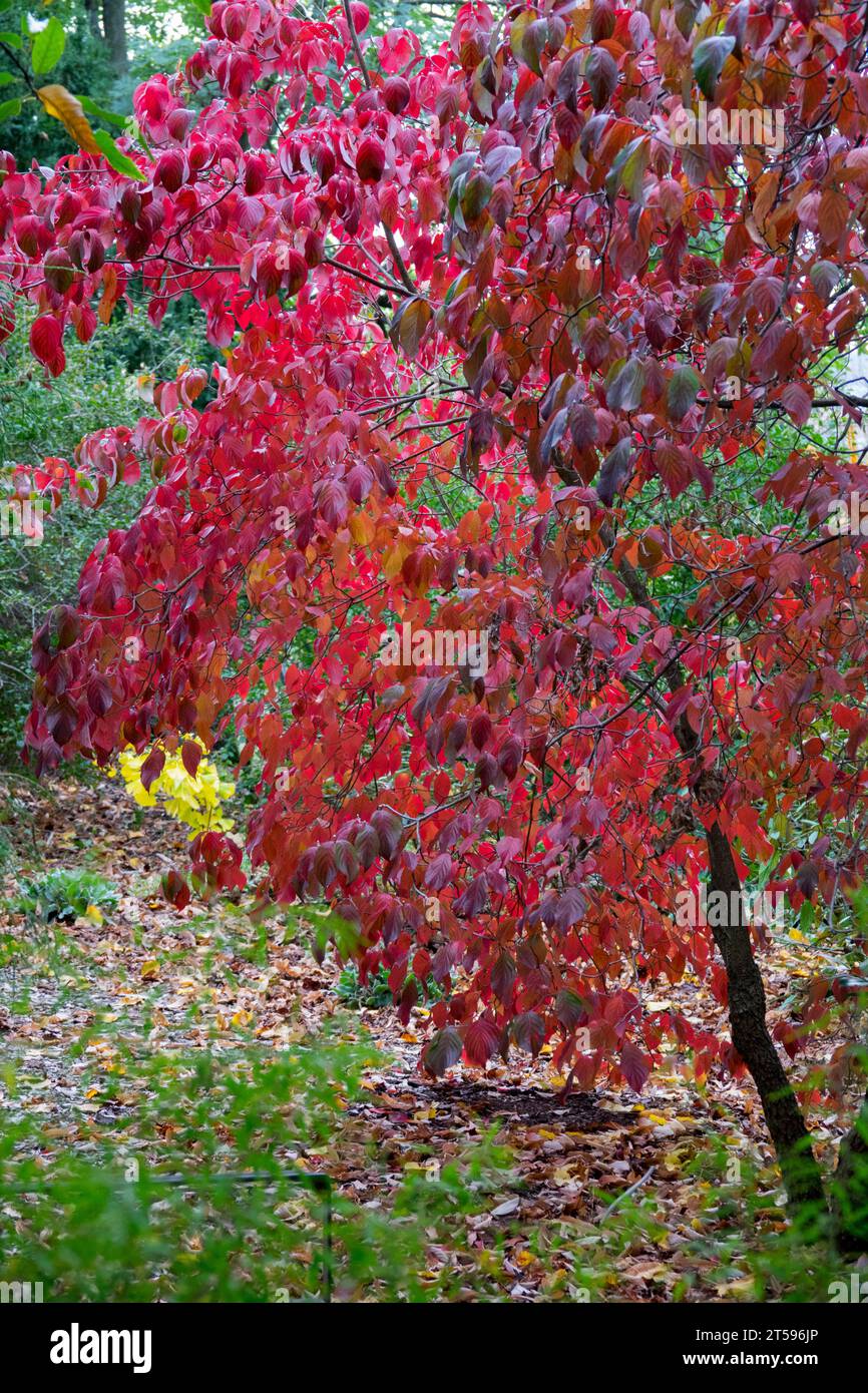 Eastern Dogwood, Herbst, Cornus florida, Baum, Garten, Oktober, Laub Stockfoto