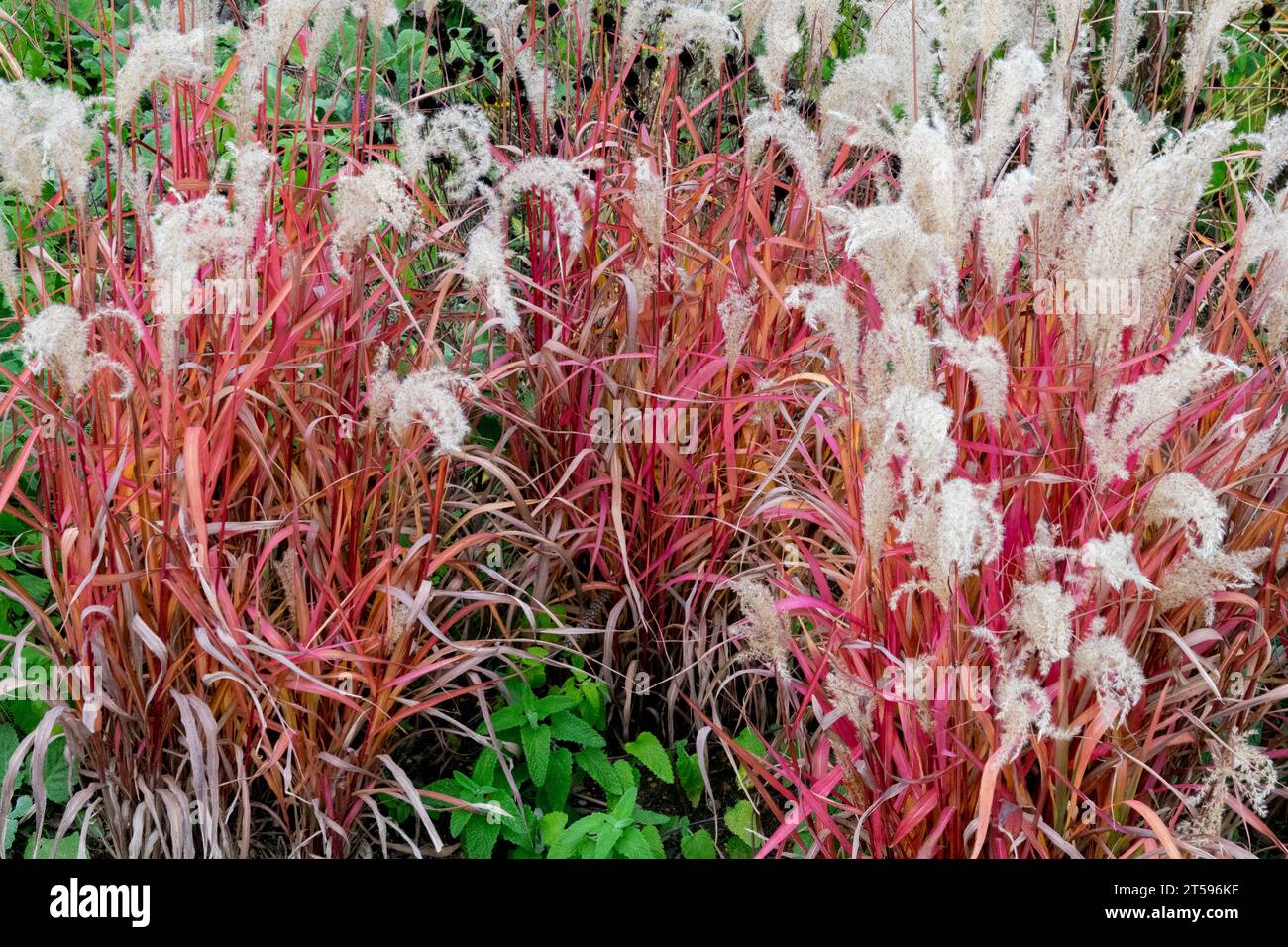 Rot, Maiden Grass, Oktober, Garten, Miscanthus sinensis „Hiawatha“ Stockfoto