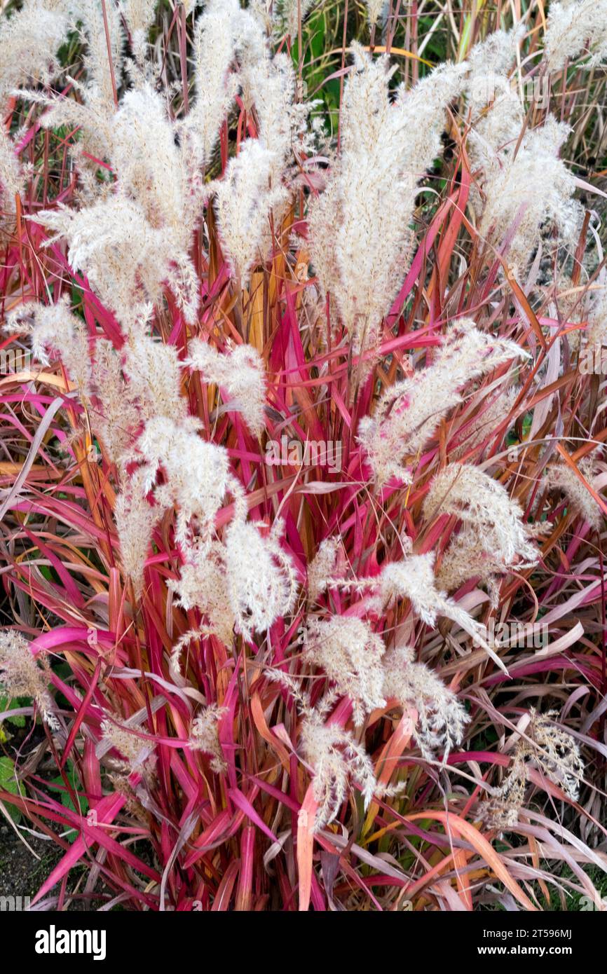 Herbst Eulalia Stachelgras Silbergras herbstliche Farbe Gras Mädchen Gras Miscanthus sinensis „Hiawatha“ Miscanthus Rote Stängel gefiederte Federn Stockfoto
