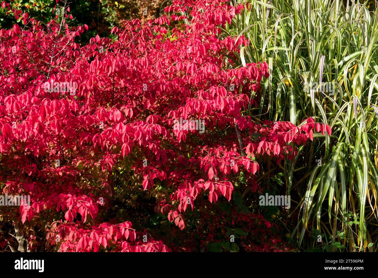Euonymus alatus „Compactus“, geflügelte Spindel oder brennender Busch, Herbstfarbe rot Stockfoto