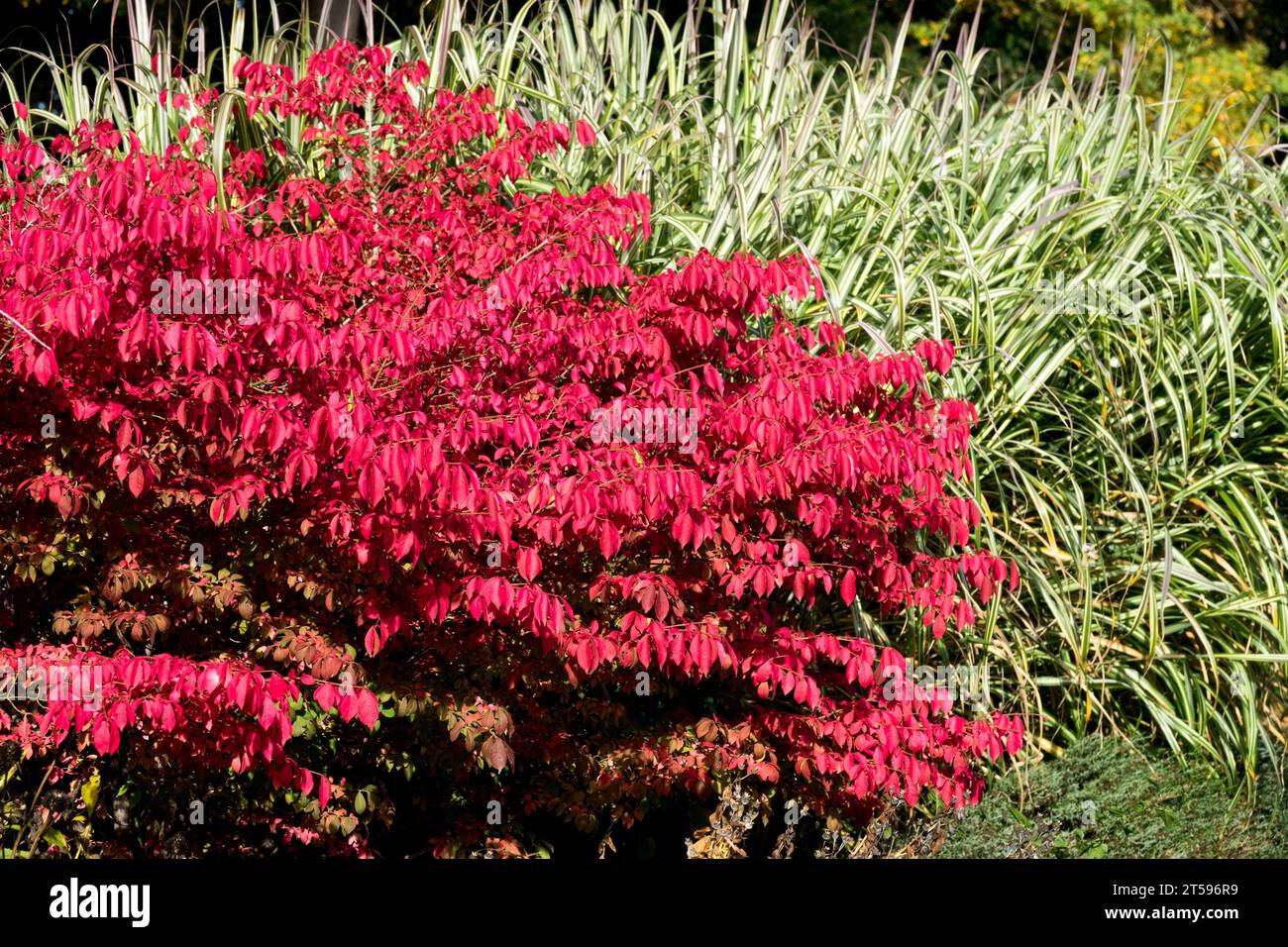 Herbst, Farbe, Euonymus alatus, Rot, Oktober, Spindelbaum, Miscanthus 'Cabaret', Garten, Grenze Stockfoto