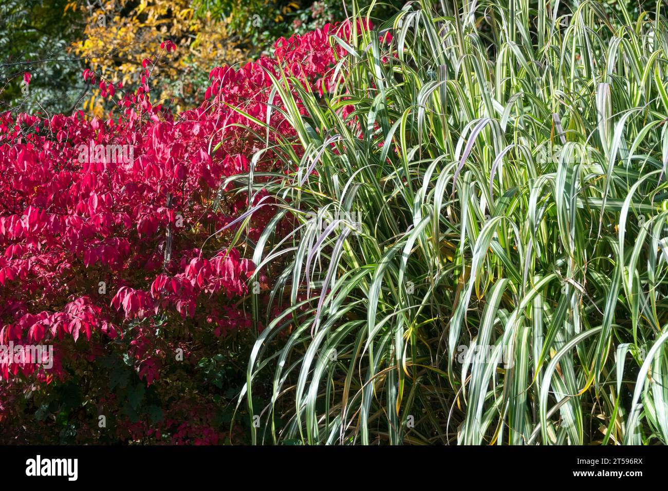 Ein schöner Herbstgarten Oktober der Kontrast der Farben des Grases und der farbenfrohe Busch Euonymus alatus Miscanthus sinensis 'Cabaret' Grenze Stockfoto