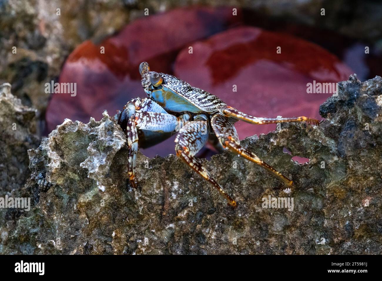 Gemusterte Krabbe (möglicherweise graue schwimmende Krabbe), die auf Lavasteinen am Strand von Aruba krabbelt. Stockfoto