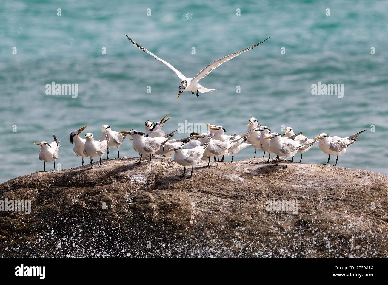 Gruppe von Königlichen Ternen (Thalasseus maximus), die auf Felsen vor der Küste der Insel Aruba stehen. Ein Vogel fliegt und versucht auf Felsen zu landen. Stockfoto