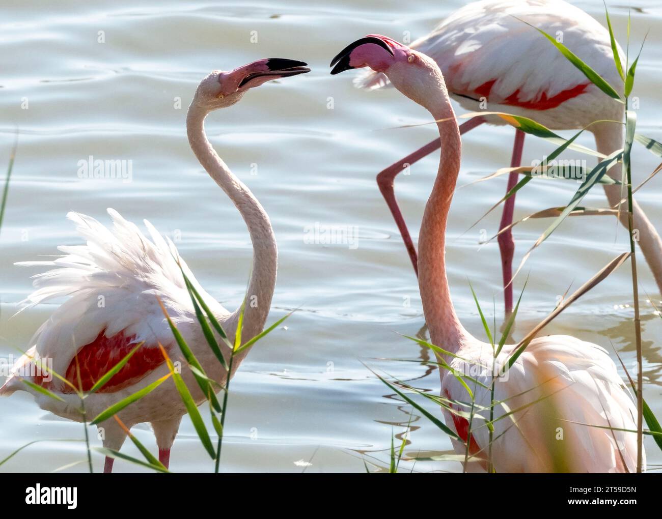 Greater Flamingo, (Phoenicopterus roseus) Voroklini-See, Larnaka, Zypern. Stockfoto