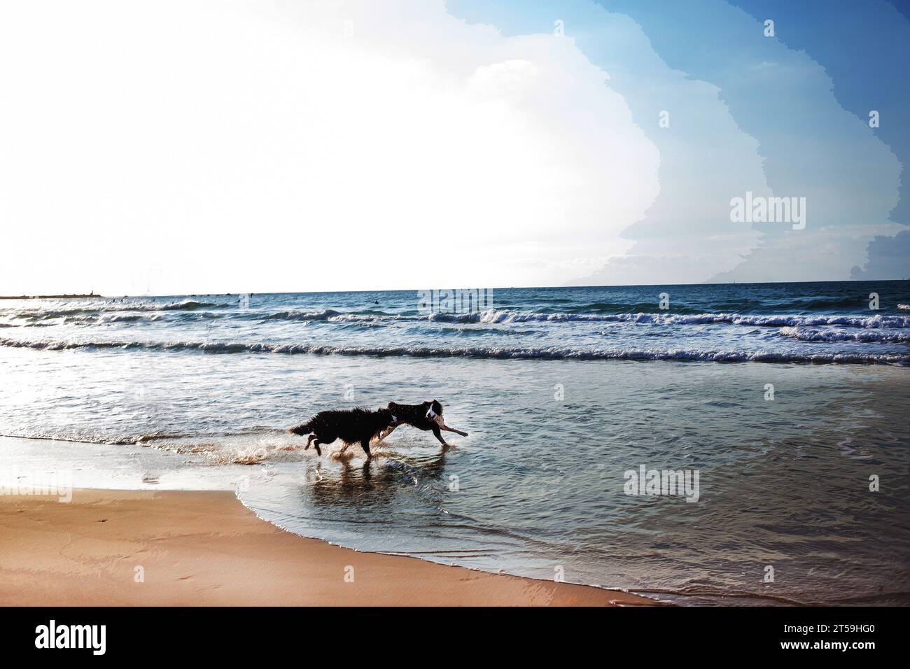 Fantastisches Panorama auf das Mittelmeer in Tel Aviv und Hunde laufen und das Leben genießen. In der Ferne reiten Surfer eine Welle - im Nachhinein scheint die Sonne Stockfoto