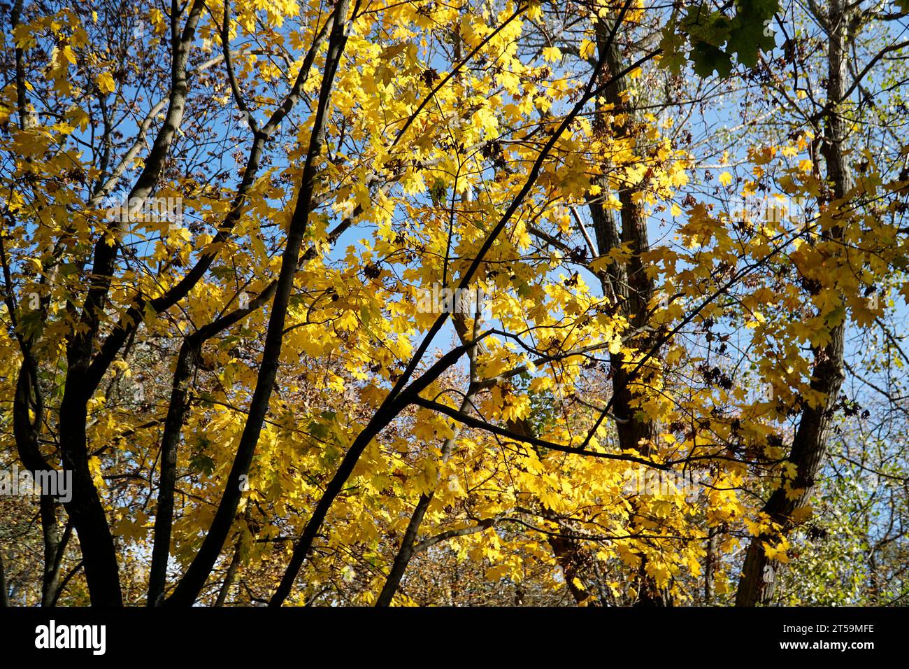 Gelbe Blätter auf Ästen im Herbst Stockfoto