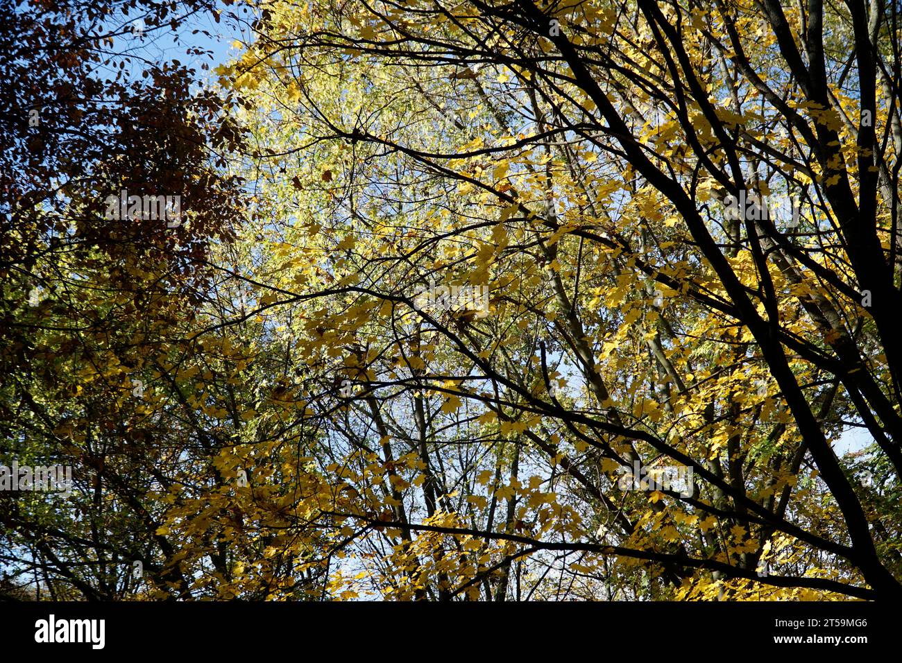 Orangenblätter am Baumzweig im Herbst Stockfoto