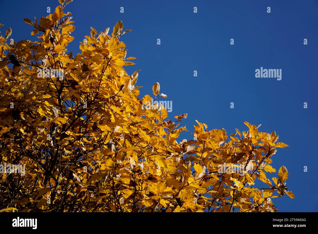 Orangenblätter auf Baumzweigen im Herbst und Himmel Stockfoto