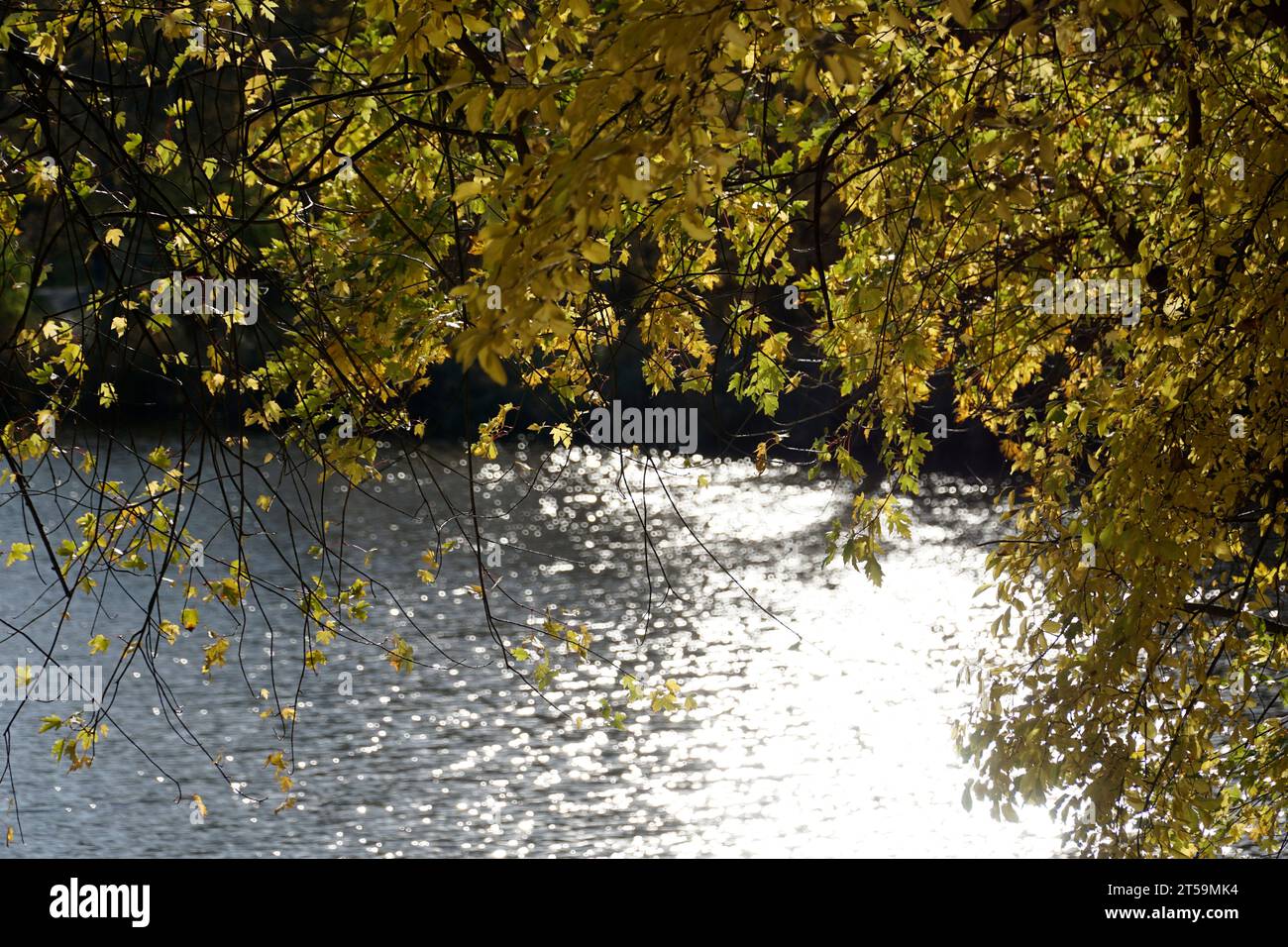 See im Herbst im Park und Blätter auf Baumästen Stockfoto