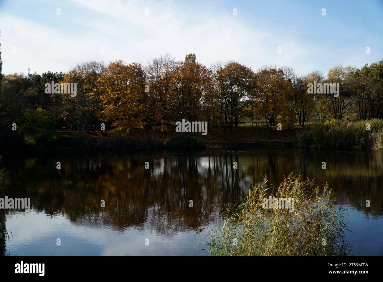 See im Park im Herbst mit Bäumen, die sich im Wasser spiegeln Stockfoto