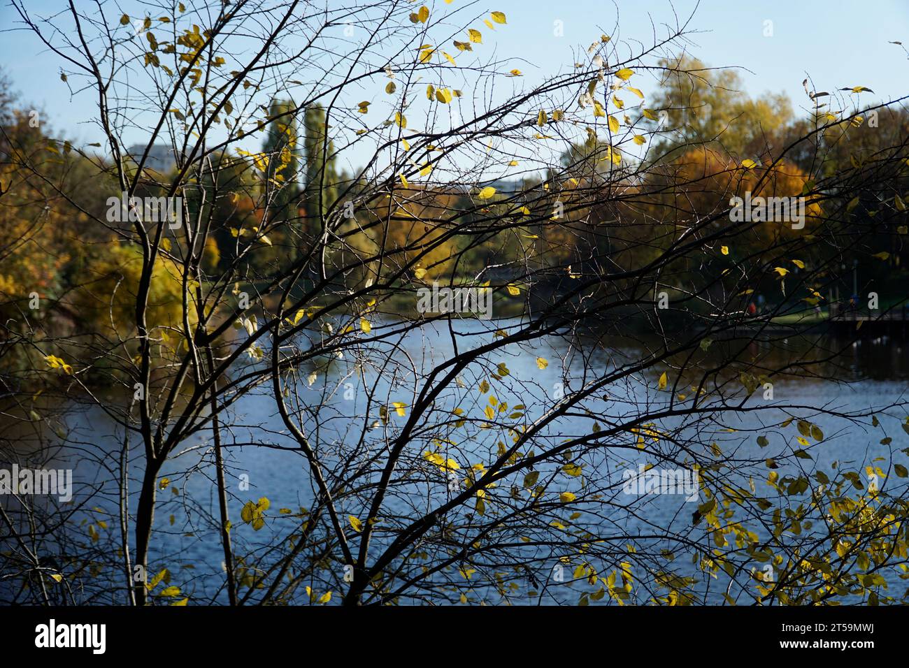 See im Park im Herbst, Baumzweig auf dem ersten Plan Stockfoto