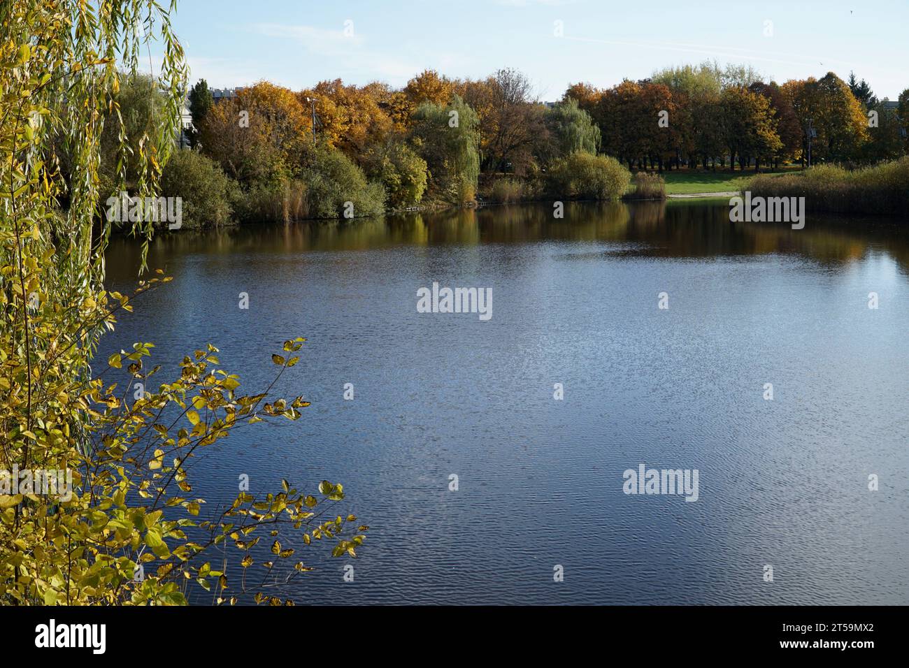 See im Herbst im Park, Baum auf dem ersten Plan Stockfoto