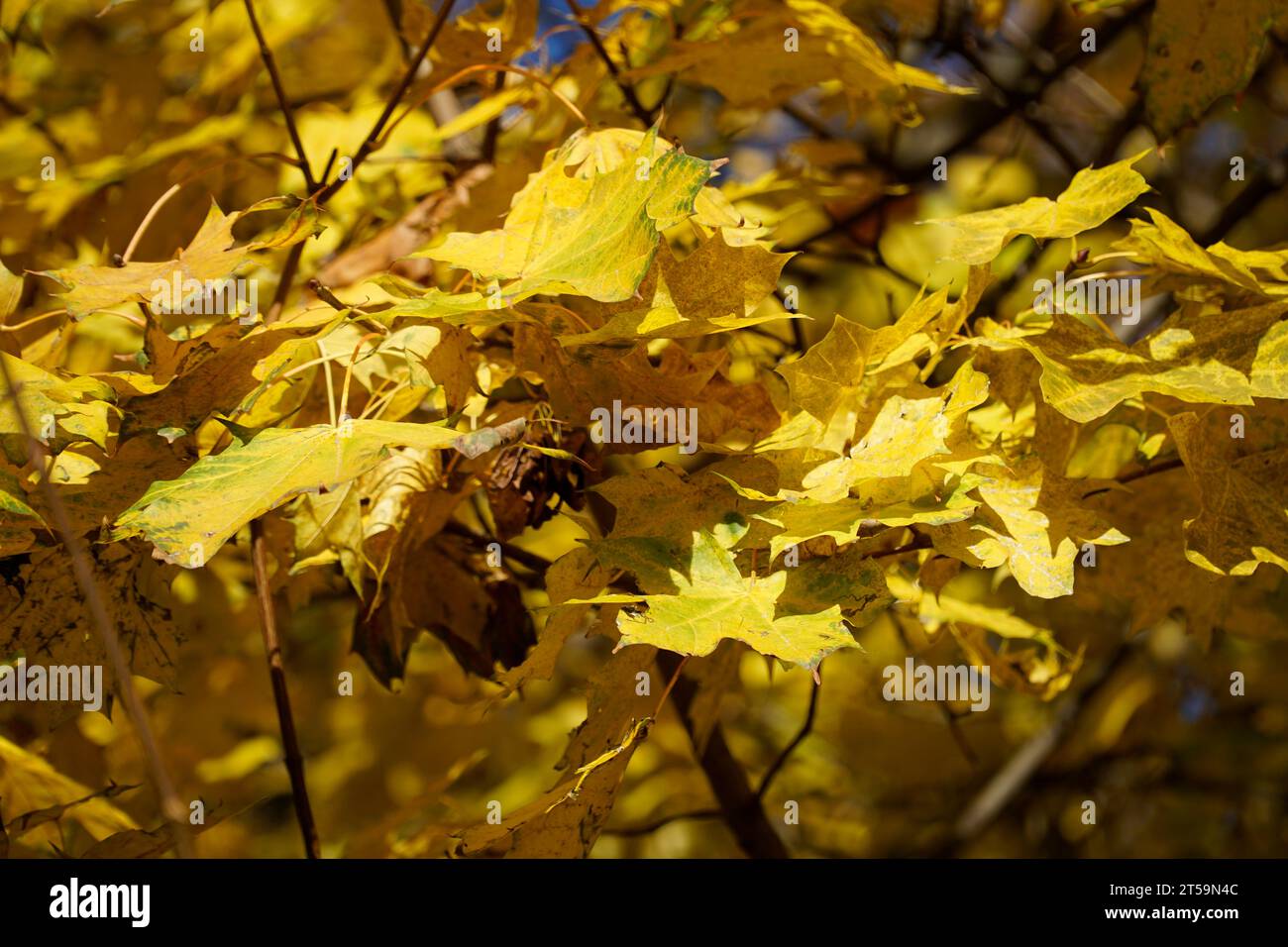 Gelbe Blätter auf Baumzweig im Herbst Stockfoto