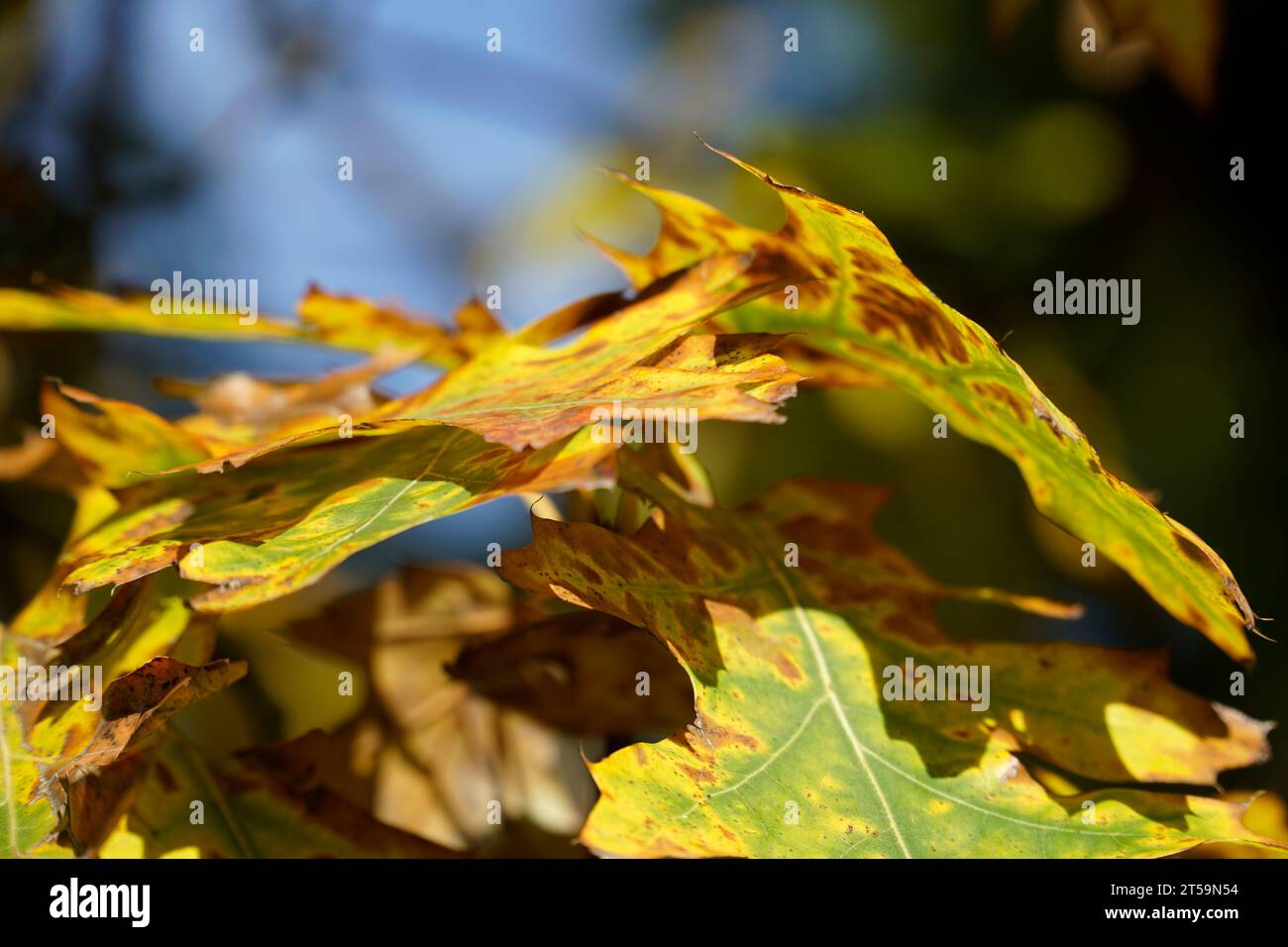 Eichenblätter im Herbst mit defokussiertem Hintergrund Stockfoto