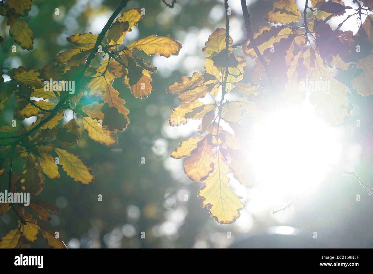 Die Sonne scheint im Herbst durch Eichenblätter Stockfoto