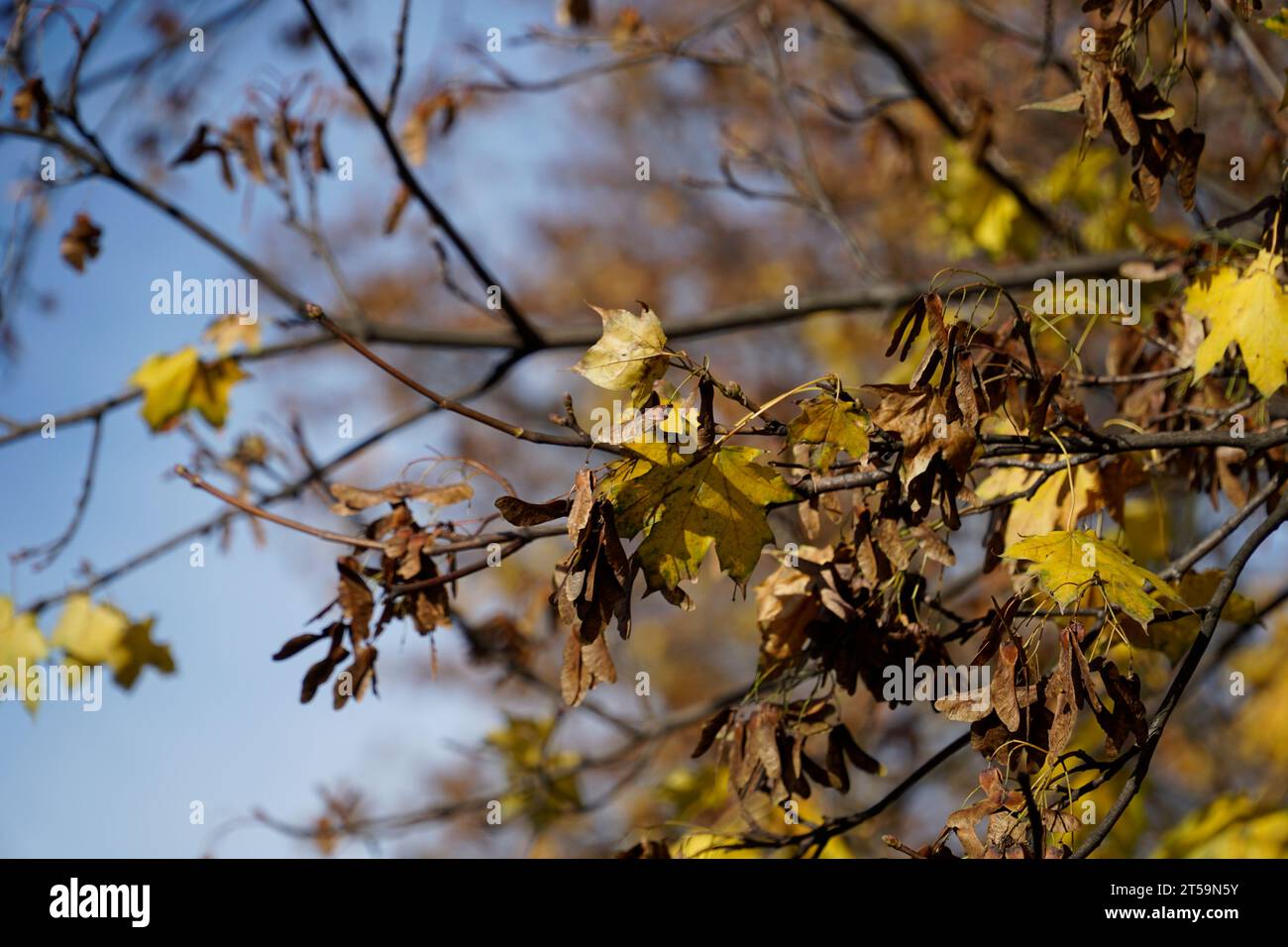 Gelbe und getrocknete Blätter auf Baumzweigen im Herbst Stockfoto