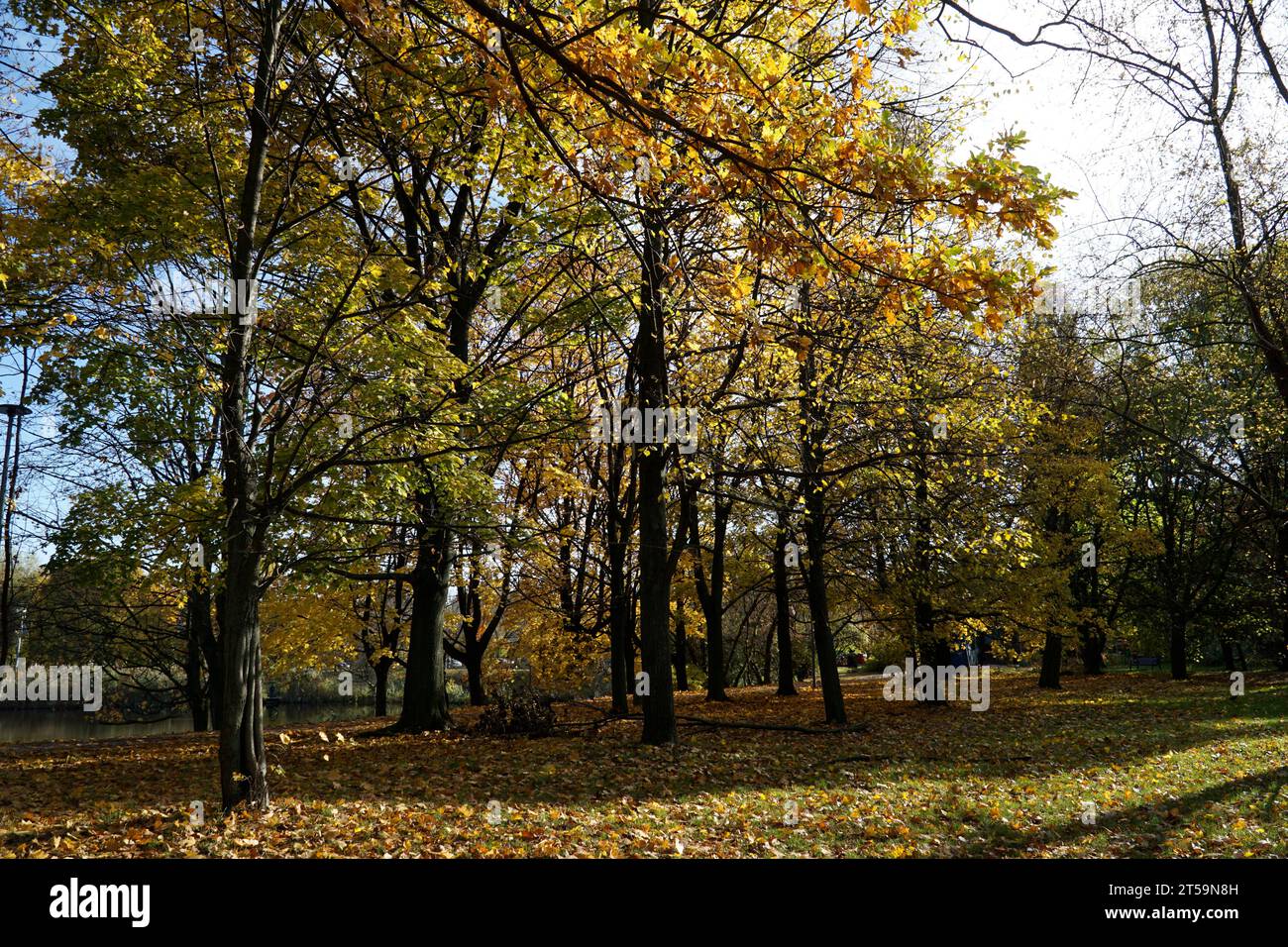 Bäume im Park mit gelben Blättern im Herbst Stockfoto