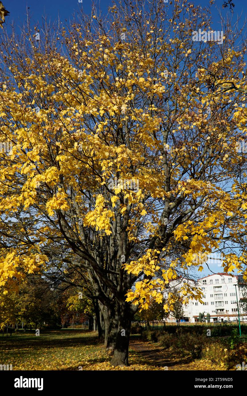 Baum im Park mit gelben Blättern - Herbstzeit Stockfoto