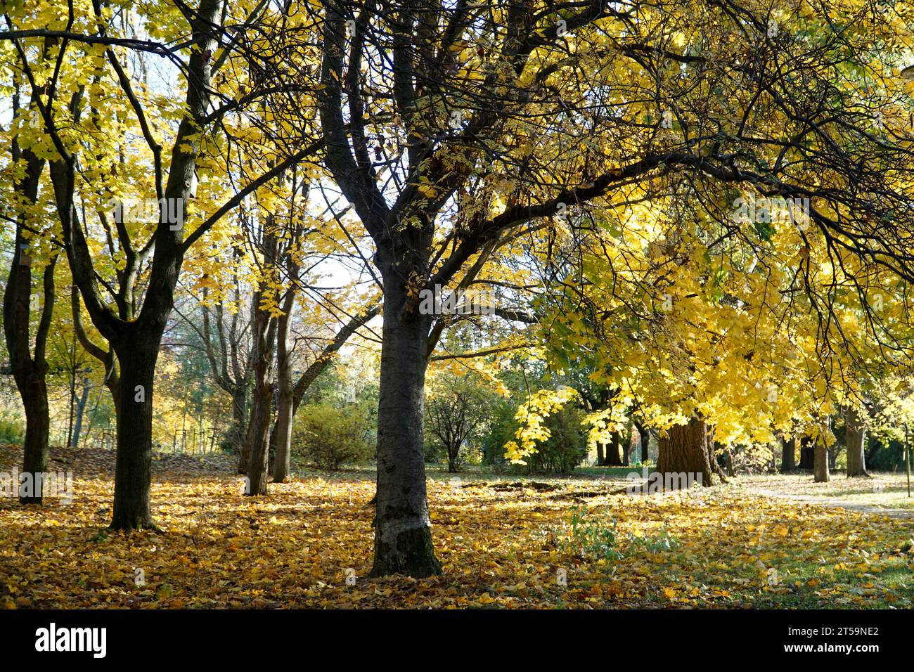 Bäume im Park mit gelben Blättern im Herbst Stockfoto