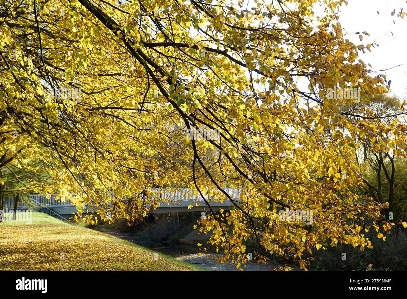 Gelbe Bäume und Teich im Park - Herbstzeit Stockfoto