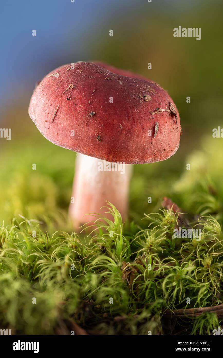 Nahaufnahme eines roten Russula-Pilzes, der auf Schmutz wächst, der auf grünem Moos isoliert ist Stockfoto