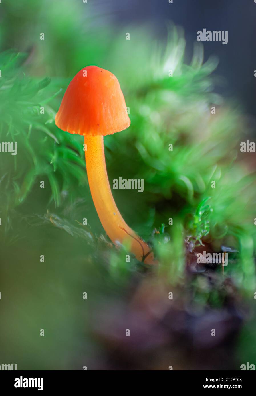 Makro einer kleinen Myzena acicula oder eines Orangenhaubenpilzes im Wald. Stockfoto