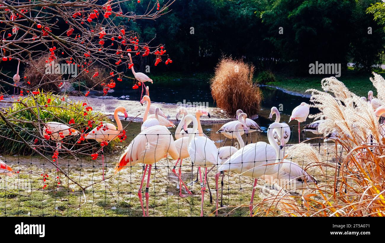 Tanzende Flamingos in Basel, Schweiz Stockfoto