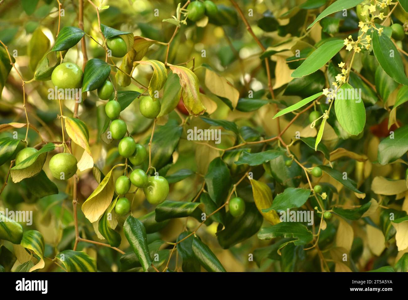 Unreife indische Pflaumenfrüchte Stockfoto