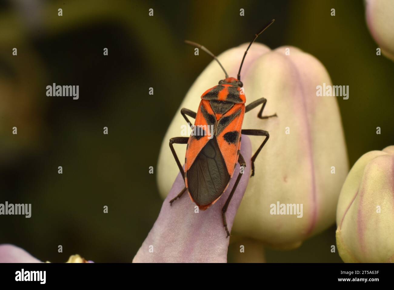 Darth Maul-Käfer, der sich an riesigen Kalotropen-Blütenknospen ernährt. Melkweed. Java, Indonesien Stockfoto