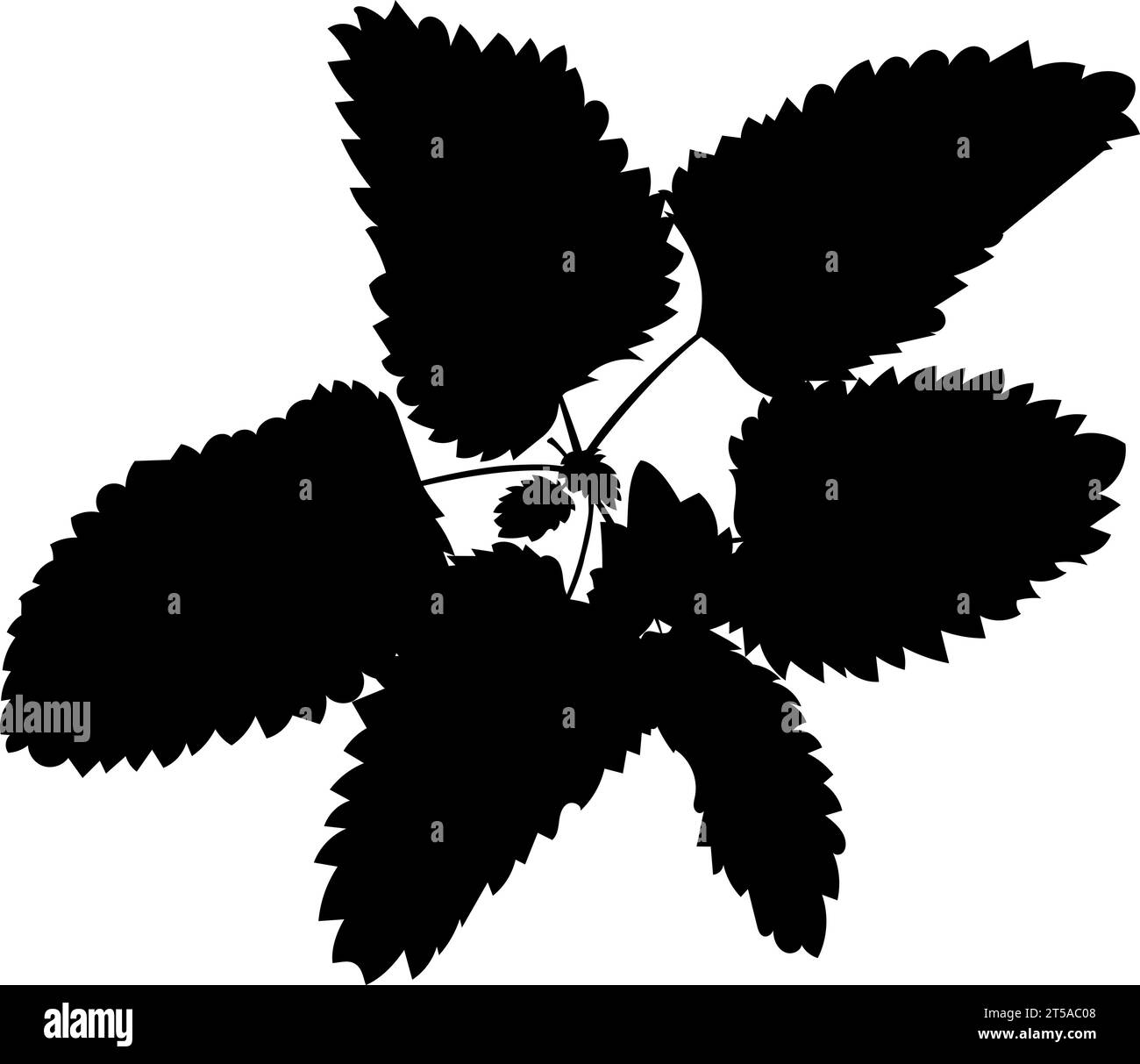 Vektorform duftender frischer Minzzweige. Vektorillustration eines Zweigs duftender Minze mit frischen grünen Blättern. Bild von Pfefferminzblättern Stock Vektor