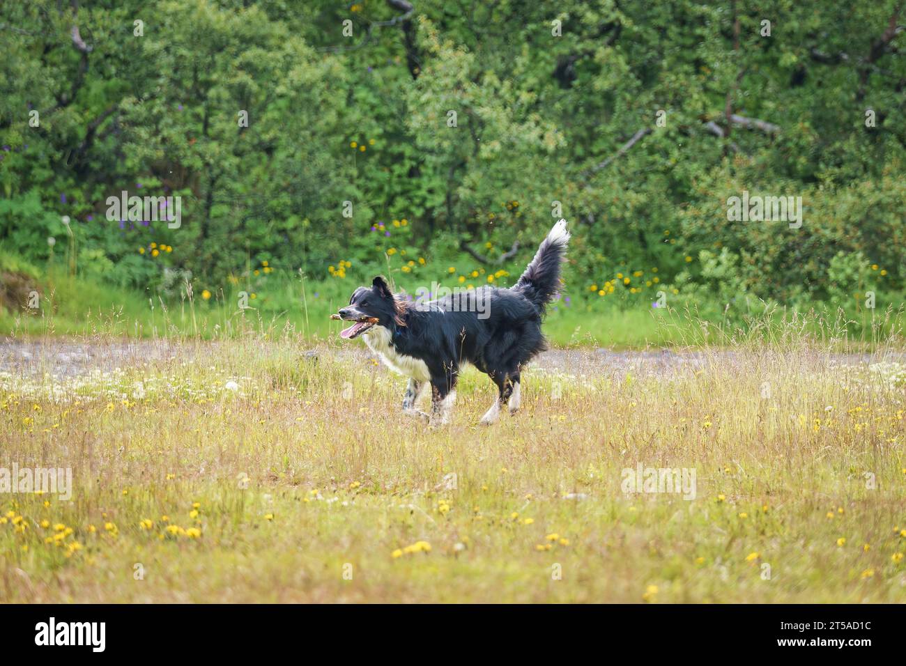 Der entzückende junge Border Collie Rasse Hund läuft und spielt mit einem Stock auf der Wiese im Park während des Sommers am Wochenende Stockfoto