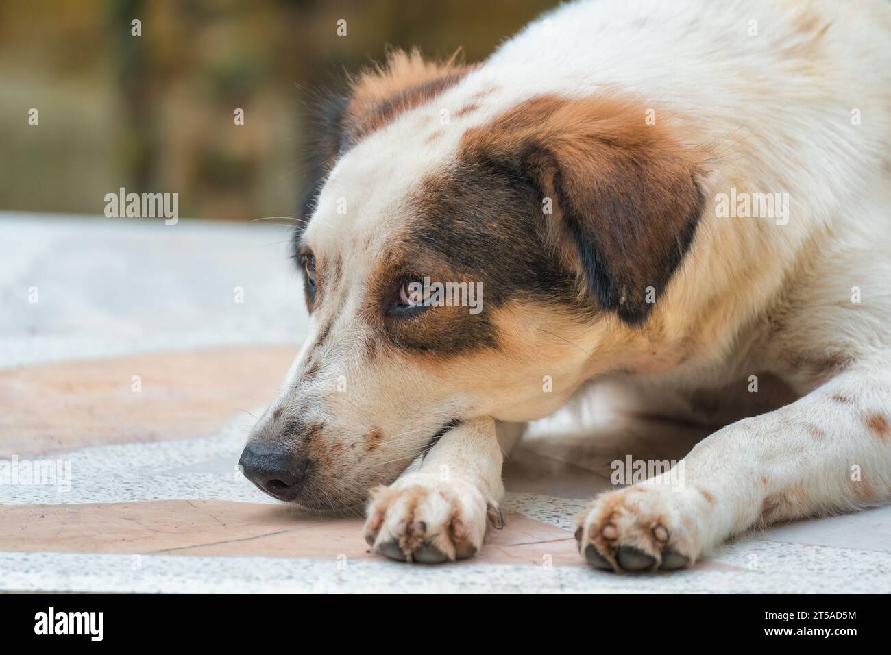 Junger einsamer, süßer weißer, brauner Streuner, der auf dem Boden liegt Stockfoto