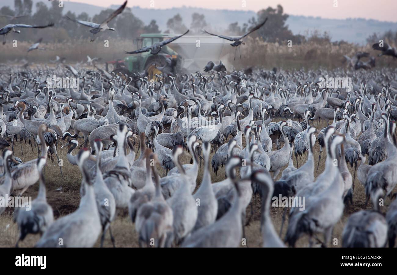 Fütterung der Kraniche bei Sonnenaufgang im Nationalpark Agamon von Hula in Israel Stockfoto