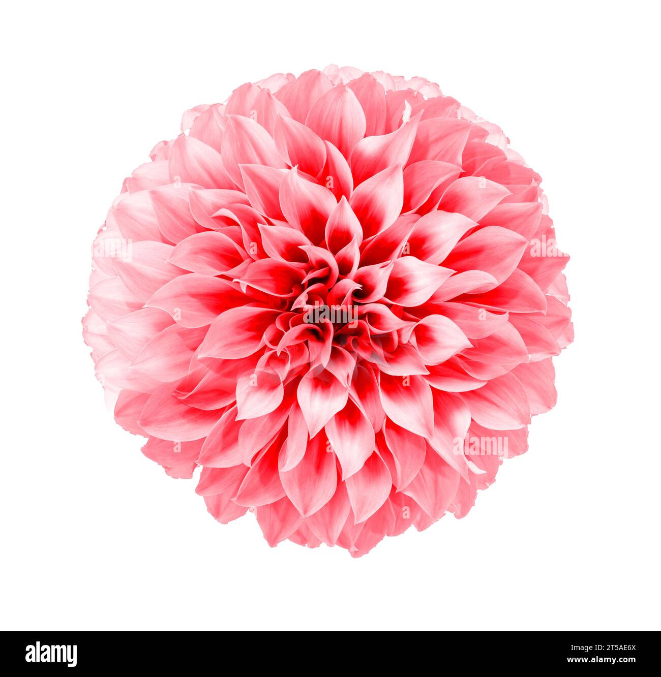 Rosa Dahlienblume blüht auf isoliertem transparenten Hintergrund. Blumenobjekt. Stockfoto