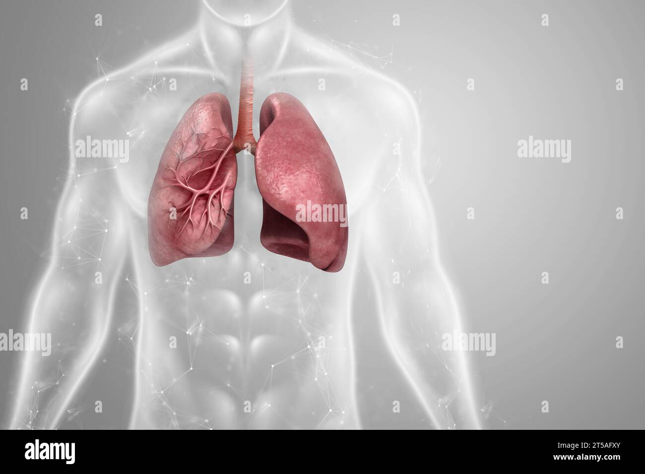 Menschliche Umrisse mit Lungen 3D-Illustration - Teil von Human Organic. Gesunde Lungen. Stockfoto