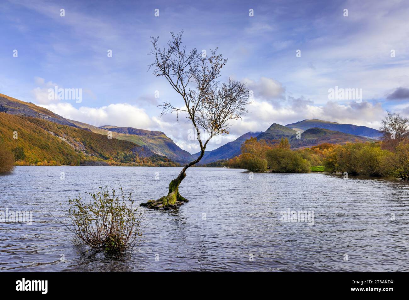 Einsamer Baum am Rande von Llyn Padarn in der Nähe von Llanberis im Snowdonia National Park, Nordwales. Stockfoto