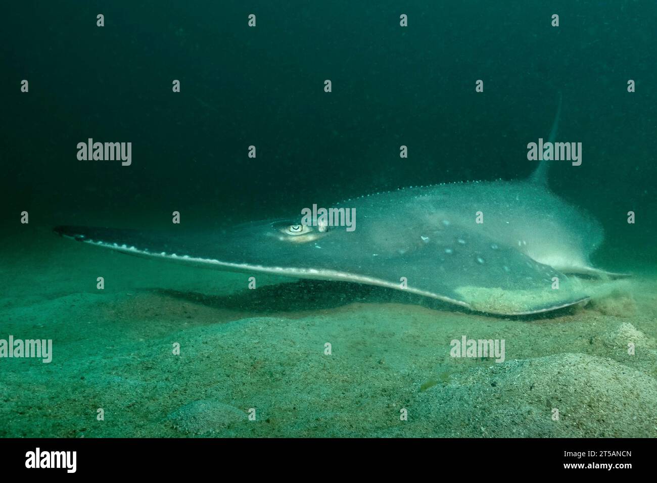 Ein Taucher erkundet die pulsierenden Korallenriffe vor der Küste von Nosy Be, Madagaskar. Das klare Wasser des Indischen Ozeans offenbart ein blühendes Meeresökosystem Stockfoto
