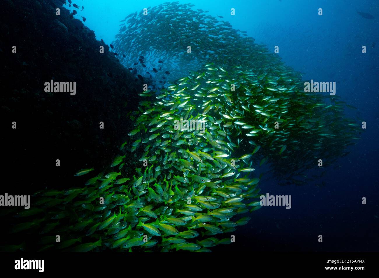 Tauchen im Indischen Ozean Nosy Be Madagaskar Stockfoto