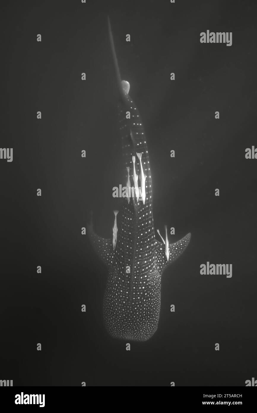 Tauchen im Indischen Ozean Nosy Be Madagaskar Stockfoto