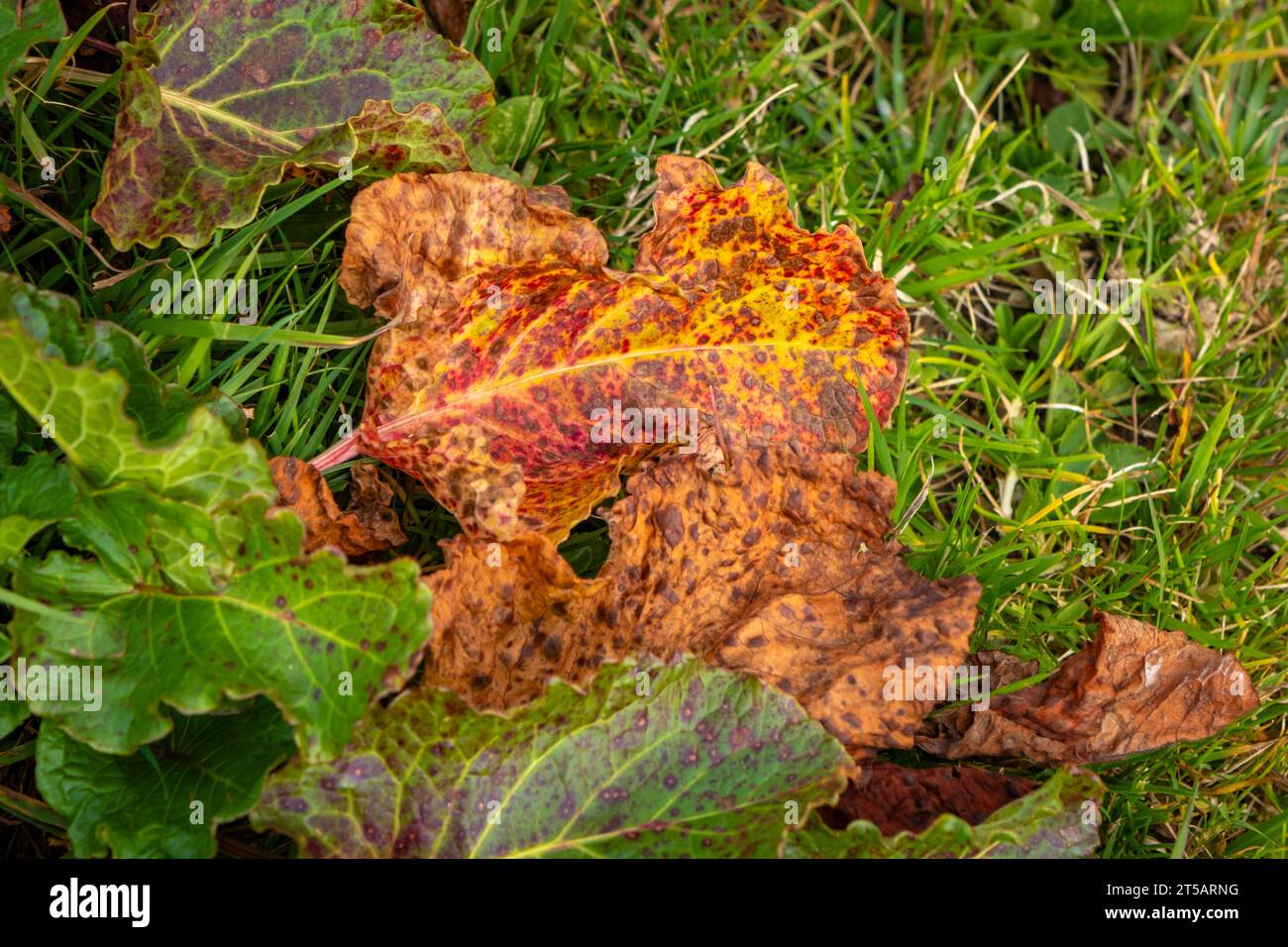 Trockene Blätter am Kalbelesee in den Alpen in Osterreich Stockfoto