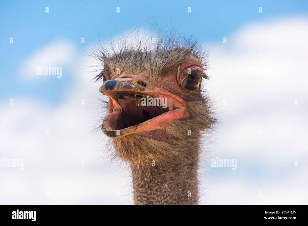 Nahaufnahme eines Straußes mit offenem Mund in der Hitze in Südafrika Stockfoto