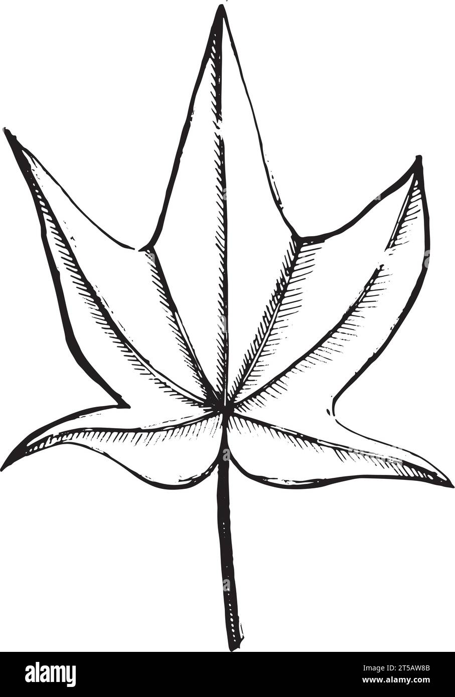 Ahornblatt in Vektor von Hand auf weißem Hintergrund mit schwarzer Umrandung gezeichnet. Geeignet zum Bedrucken auf Stoff, Papier, Karten und Einladungen, Dekor Stock Vektor