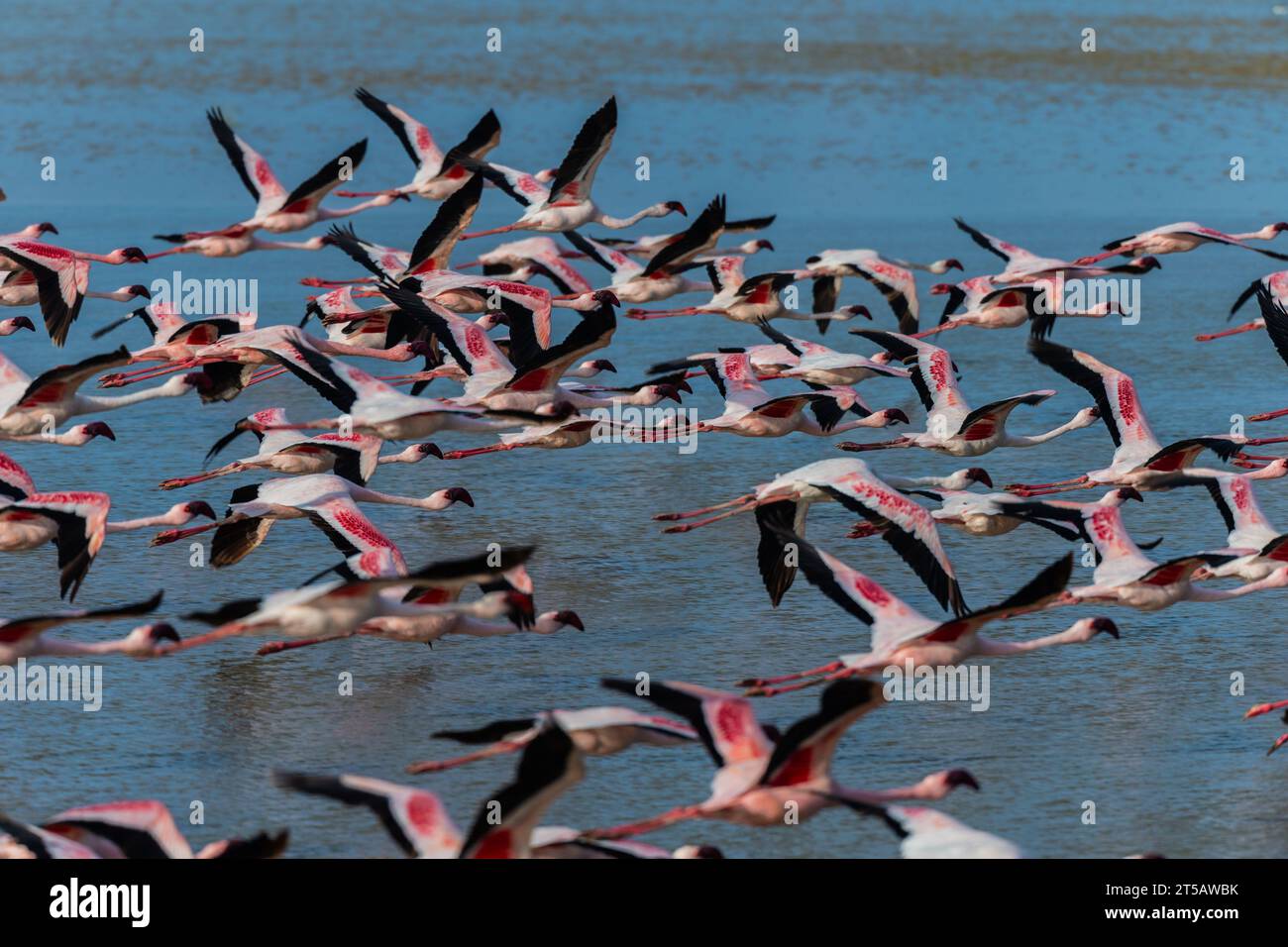 Greater Flamingo, Phoenicopterus Rubrus, Phoenicopteridae, Amboseli National Park, Kenia, Afrika Stockfoto