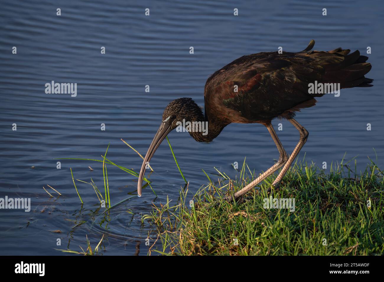 Glossy ibis, Ibis Falcinelle, Threskiornithidae, Amboseli National Park, Kenia, Afrika Stockfoto