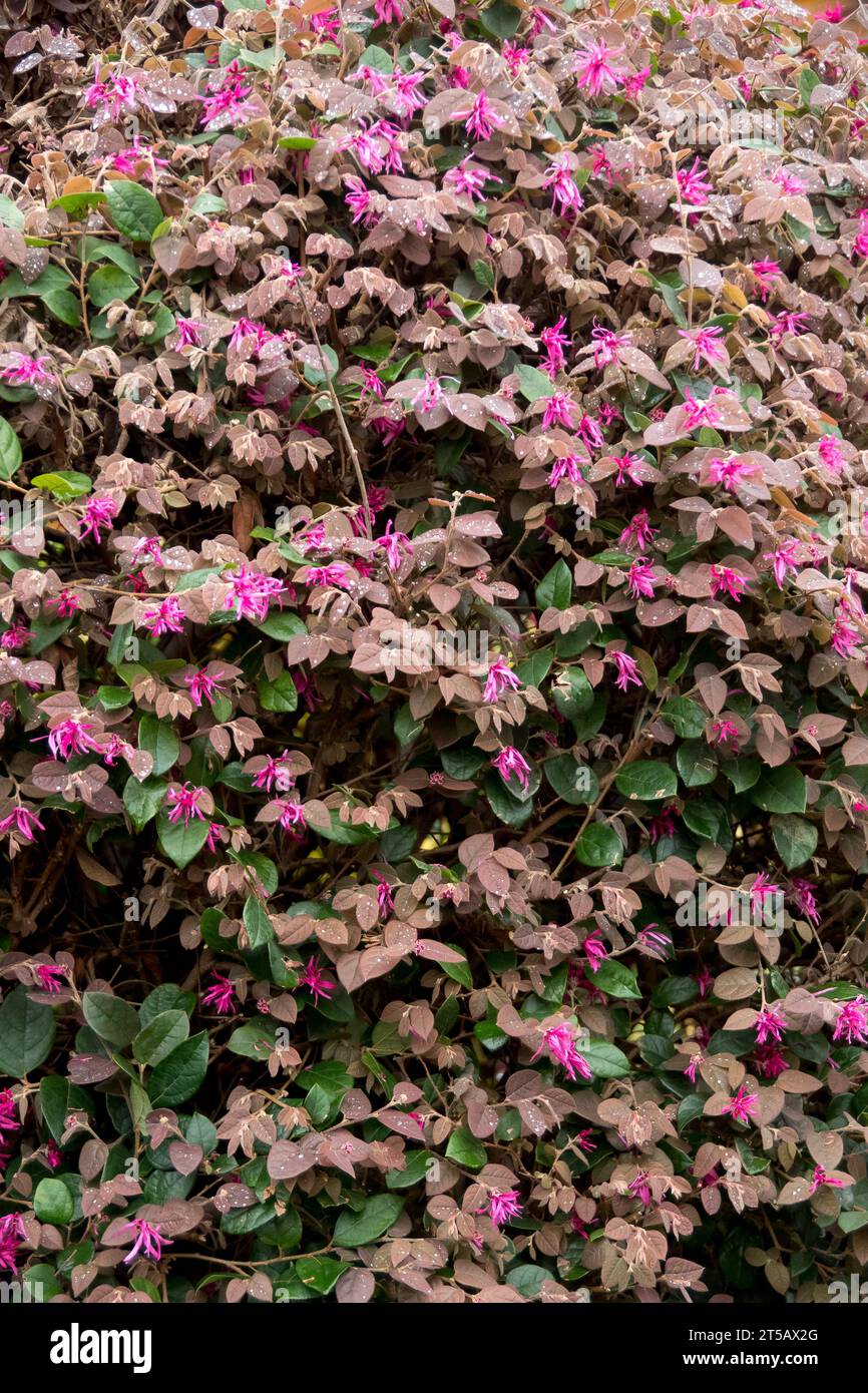 Masse von rosa Blumen und Blättern der chinesischen Fransenblume, Loropetalum chinensis, „Feuertanz“, Sträucher im Sommerregen. Garten in Queensland, Australien. Stockfoto