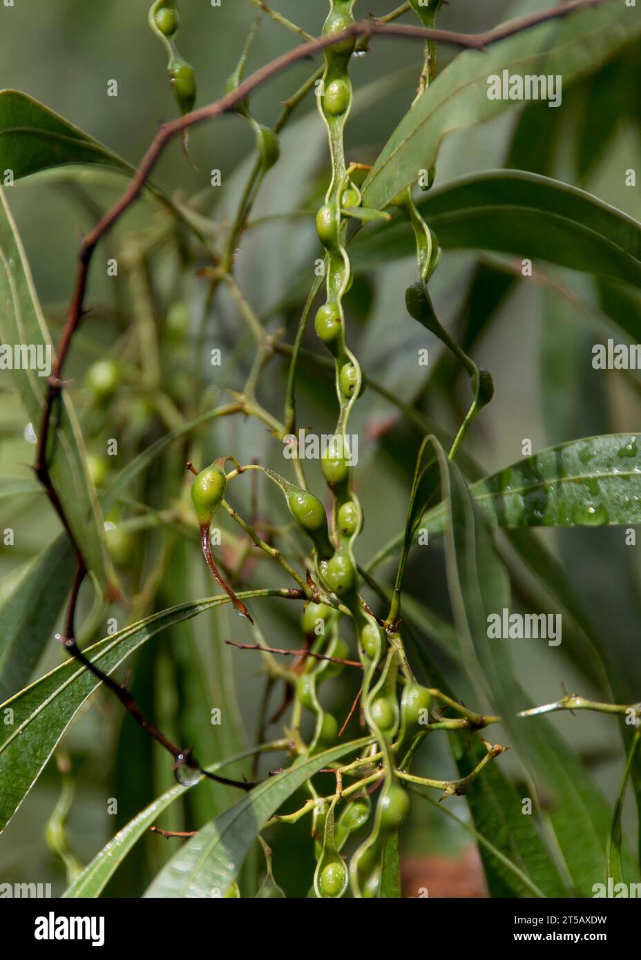 Neue, lange, grüne Samenkapseln der australischen Zickzackwatte Acacia macradenia im Queensland Garden. Bush tucker. Stockfoto